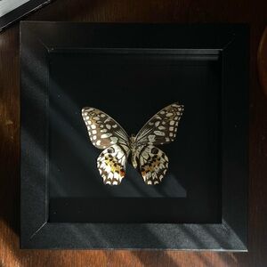 Framed Lime Swallowtail Butterfly